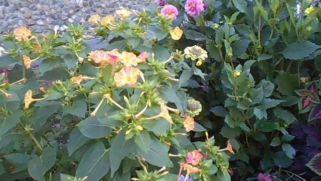 "Черноглазая Сюзанна" в "солнечной шляпе" среди "табака":) смотреть онлайн