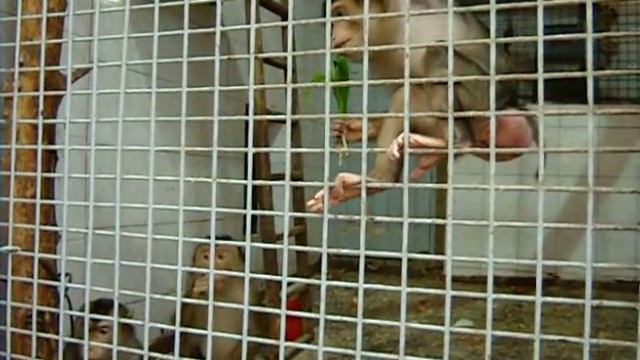 Обезьянам тоже нравится краснокнижная черемша... смотреть онлайн