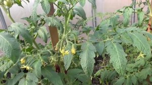 Томаты новинки 2022 года. Томат Сердцеедка в теплице имеет много кистей с завязью уже в апреле!