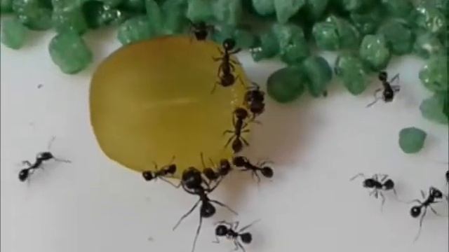 Угощение муравьев смотреть онлайн