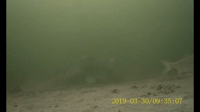 Горьковское водохранилище весна, плотва. смотреть онлайн