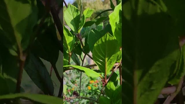 ККобея лазающая (Cobaea scandens).?