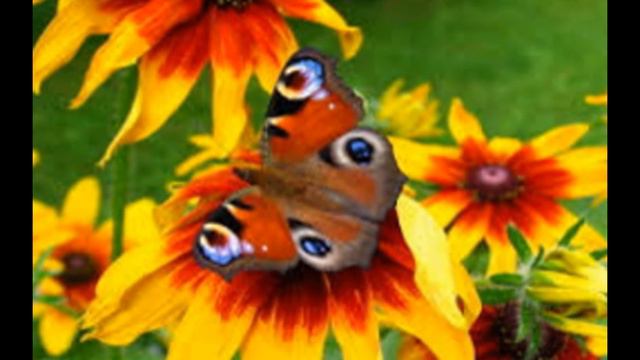 Мир вашему дому смотреть онлайн