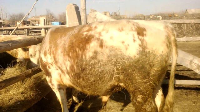 Бычок.(Для Авито) смотреть онлайн