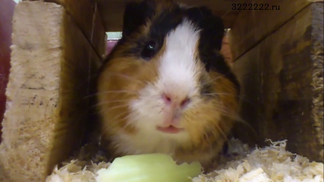 Содержание грызунов смотреть онлайн