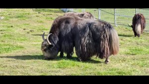 Карельский зоопарк