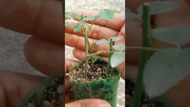 Rose flower growing using Aloe Vera natural rooting hormone #shortvideo #viralvideo #growroseplant