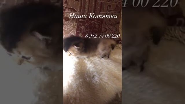 Котёнок золотой британской длинношёрстной шиншиллы.Возраст 1 месяц.