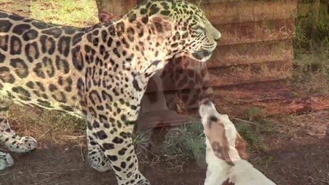 Ягуар напал на собаку, но никто не ожидал того, что произошло дальше смотреть онлайн