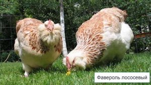 Куры породы фавероль
