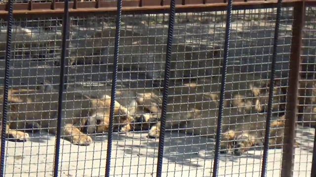 Парк Львов. Поездка в Крым. Часть 2 смотреть онлайн