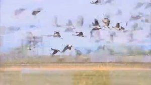 "Снег седины"