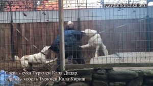 Адекватное поведение кобеля туркменского алабая.