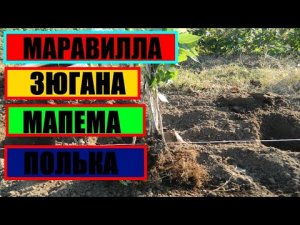 МАРАВИЛЛА / ЗЮГАНА / МАПЕМА / ПОЛЬКА #МАРАВИЛЛА #ЗЮГАНА  #МАПЕМА  #ПОЛЬКА