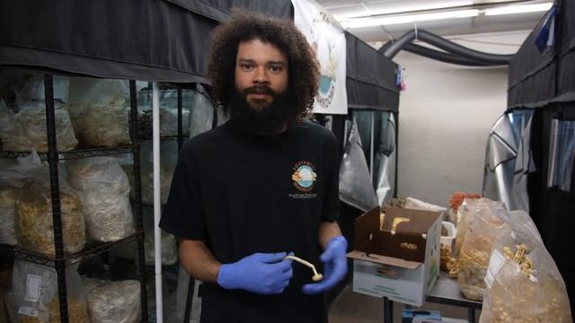 Можно ли выростить грибы? Переклад Central Mushroom Farm смотреть онлайн