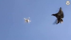 ОРЕЛ - БЕСПОЩАДНЫЕ нападения Орлов на Крокодилов, Медведей и Людей! ОРЕЛ В ДЕЛЕ!