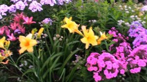 Компаньоны для флоксов в моём саду.