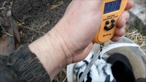 Кролики  Новые Строкачи в Марте  Крольчатам 25 дней