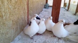 Чистопольские голуби, Домодедово