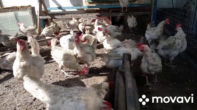 Упала яйценоскость. Что делать, чтобы повысить яйценоскость у несушек. День 1