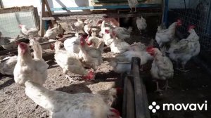 Упала яйценоскость. Что делать, чтобы повысить яйценоскость у несушек. День 1