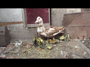 Индоутка вывела утят / Вывод утят под уткой / Мускусные утки /Индоутята из под уток