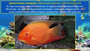 Домашние  аквариумные  рыбки,  топ  самых  красивых  домашних  рыбок.