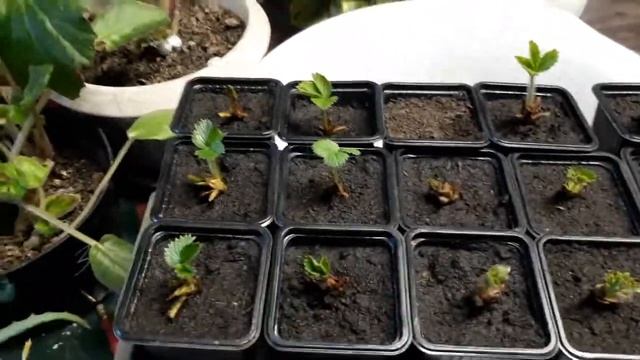 Как сохранить усы клубники до весны! смотреть онлайн