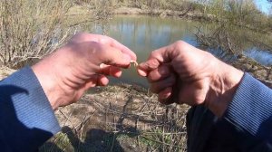 Весенний карась ловится на всё. Рыбалка на тихой речке без названья.  12.05.2024 г.