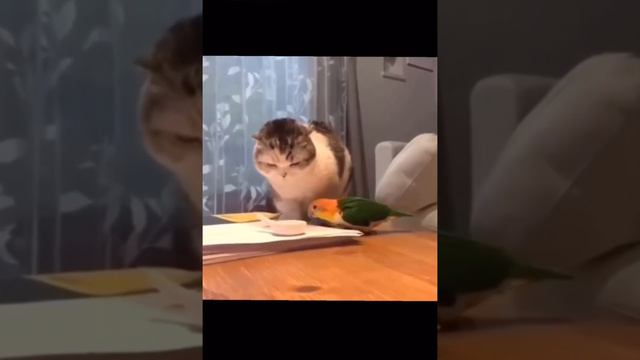 СМЕШНЫЕ ЖИВОТНЫЕ С ОЗВУЧКОЙ#приколы#озвучка #озвучкаживотных