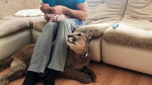 Пума Месси и сфинкс Кира Разоружение;))) Cougar Messi and Sphinx Kira Disarmament;)))
