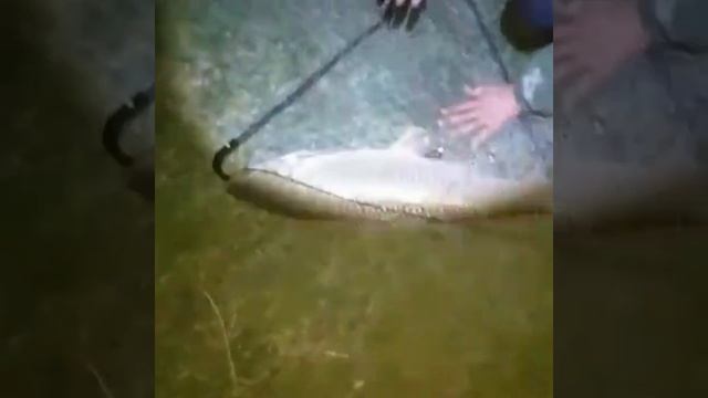 Рыбалка в КБР!!!!ОХОТА НА ТРОФЕЯ Белый Амур!!! База отдыха ЕРМАК !!! смотреть онлайн