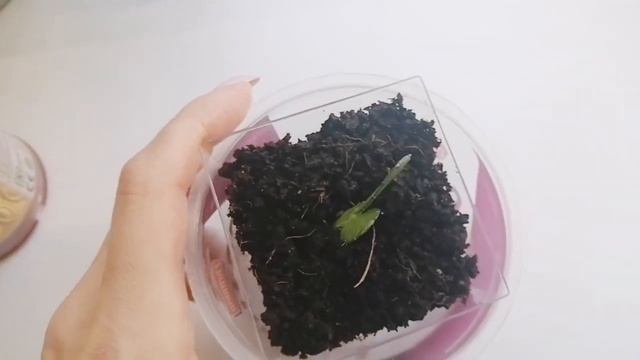 МОИ КОМНАТНЫЕ ЦВЕТЫ НА КУХНЕ. ОБЗОР. Дождались солнца. Без потерь не обошлось. смотреть онлайн