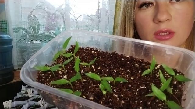 Как сажать помидоры на рассаду. Как пикировать перец из касет. смотреть онлайн