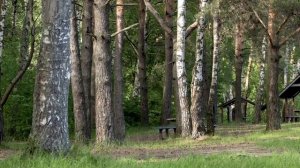 Как переносить Болезни и Скорби_ Твердите эту фразу! Никон (Воробьев).