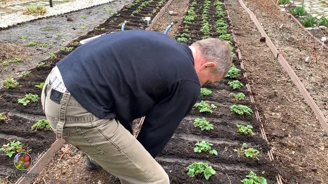 КЛУБНИКА ВЕСНОЙ.ХОТИТЕ МНОГО КРУПНОЙ КЛУБНИКИ?ПОДКОРМИТЕ ЭТИМ В АПРЕЛЕ, МАЕ!!!УРОЖАЙ КЛУБНИКИ!