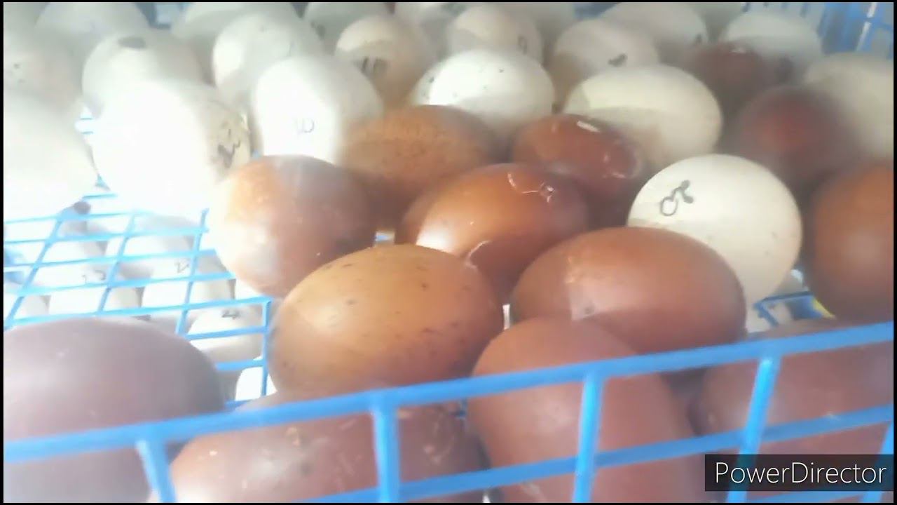 РЭМИЛ Инкубация по датчику на яйцо. смотреть онлайн