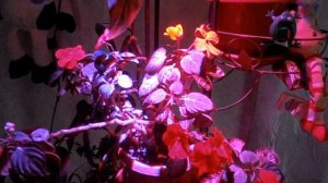 Подсветка комнатных растений фитолампой