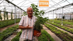 Josep Pàmies - Stevia rebaudiana Bertoni