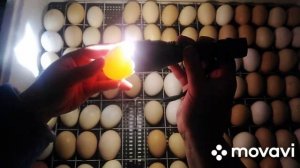 Провели УЗИ. Овоскопирование куриного яйца на 4-5 сутки.Как выглядит зародыш в яйце.