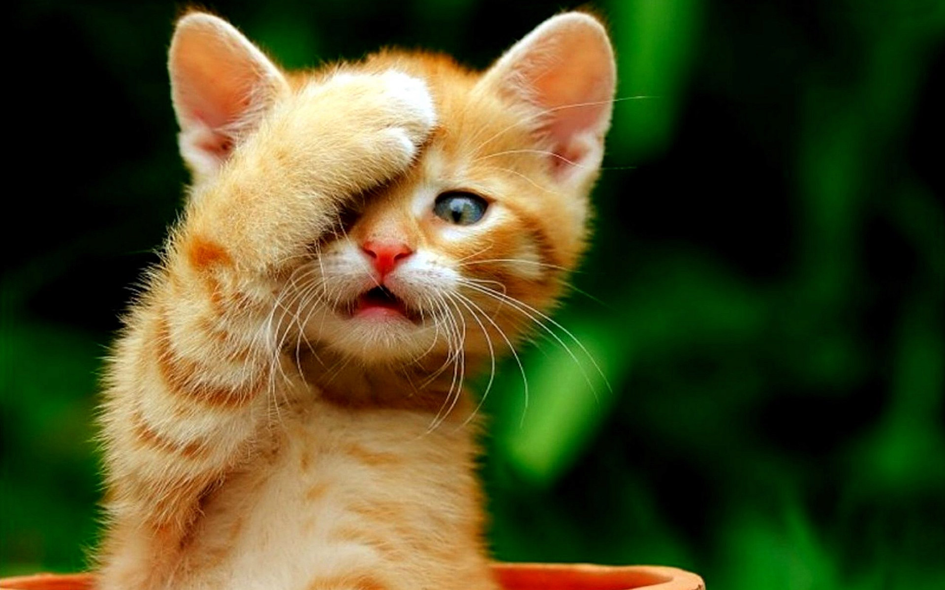 кошки картинки смешные красивые