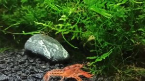 Карликовый мексиканский рак