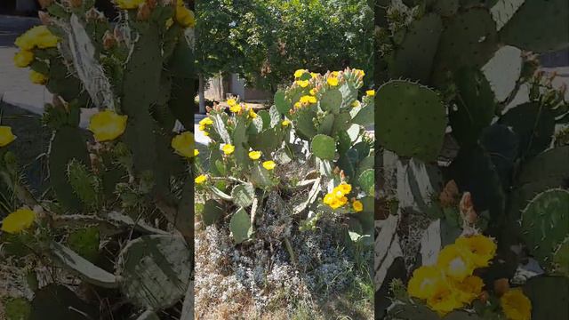 Огромный цветущий кактус!!!🌵😍