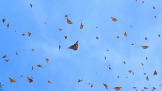 СЕРДЦЕ КАК БАБОЧКА.МЫКОЛА. смотреть онлайн