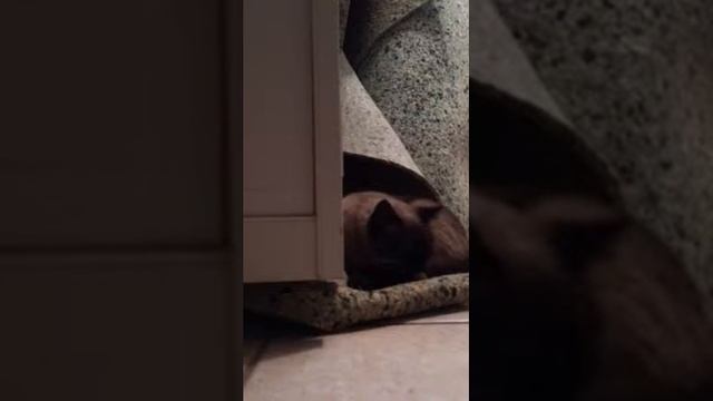 Edible Inonotus viral treatment смотреть онлайн