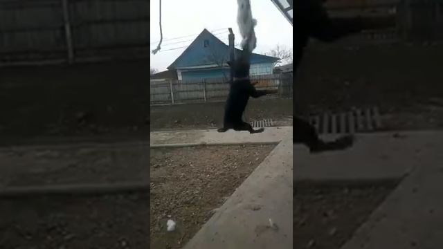 ЯГТЕРЬЕР НАСТОЙЧИВОСТЬ ХАРАКТЕРА
