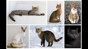 Окружающий мир 2 класс ч.1, тема урока "Про кошек и собак", с.84-87, Школа России.