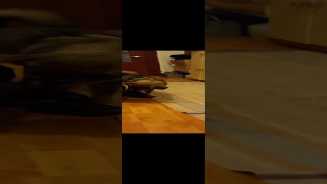❗МАШУЛЯ РЕШИЛА ПОЛАКОМИТЬСЯ У ПРОФИ❗