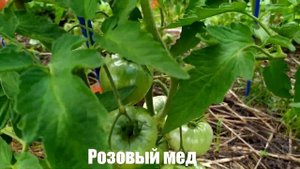 Микрообзор сорта томата Розовый мед в ОГ (Калуга).