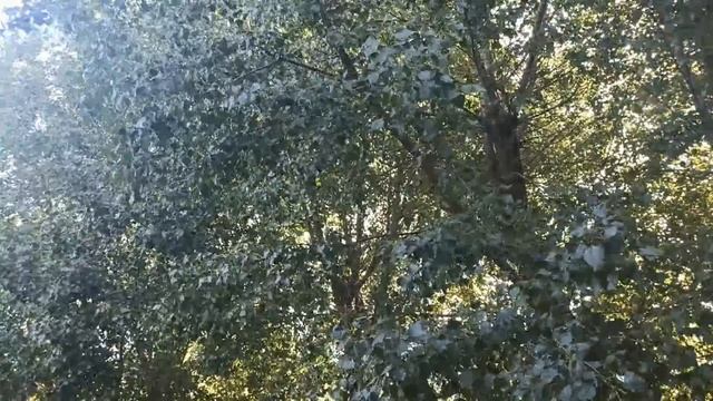 9 октября народный праздник ДЕНЬ ИОАННА БОГОСЛОВА. ЧТО НЕЛЬЗЯ ДЕЛАТЬ... народные приметы и поверья
